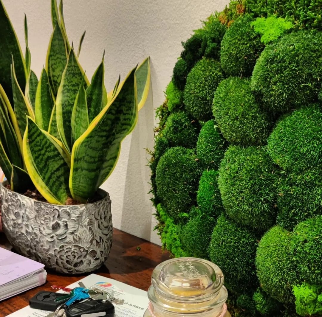 POLEMOSS - cerchio diam. 40 cm