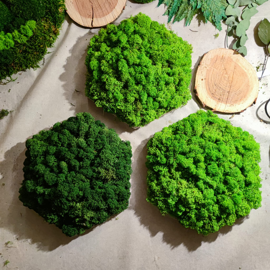 LICHENE STABILIZZATO - Esagono diametro 30 cm