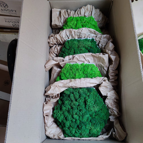 LICHENE STABILIZZATO - Esagono diametro 30 cm