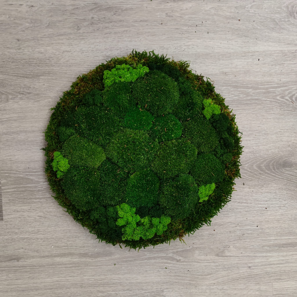 POLEMOSS - cerchio diam. 40 cm